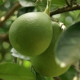 中秋賞月柚子的保健食譜